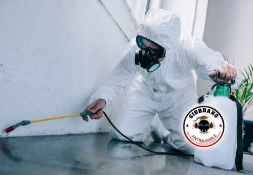 Traitement punaise de lit Paris