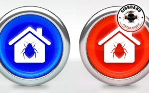 traitement vapeur punaises de lit paris