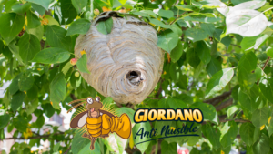 Intervention nid de guêpes frelons asiatiques Saclay