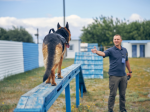 détection canine des punaises de lit