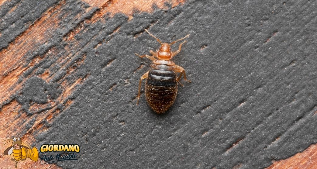 Description punaises de lit