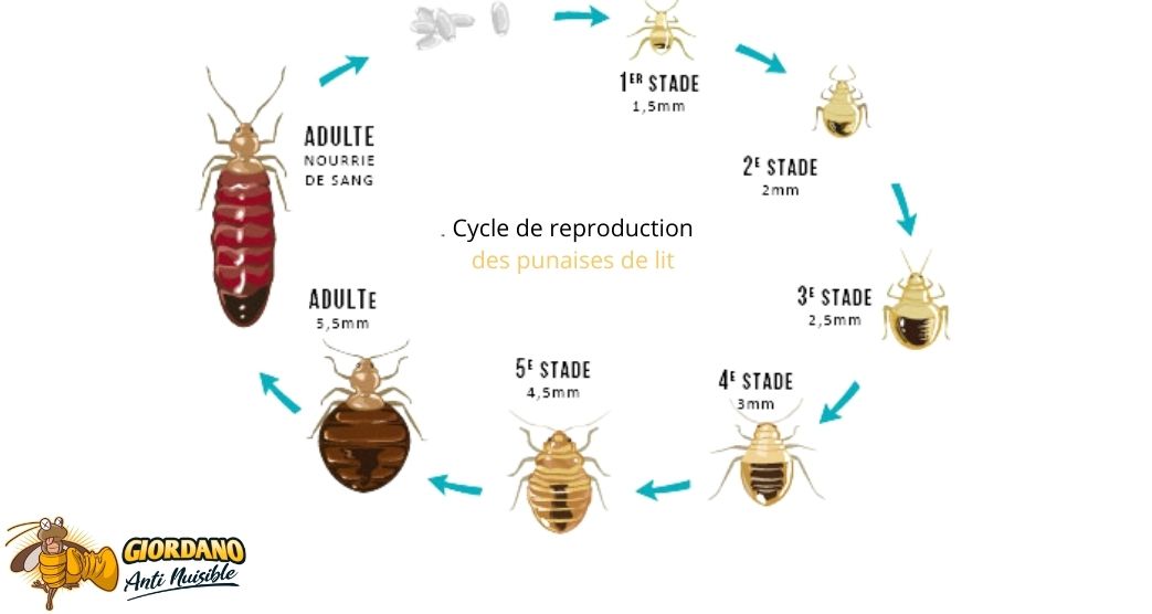 cycle des punaises de lit