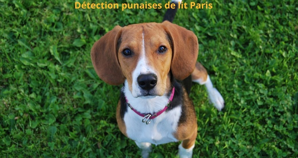 Chien détecteur punaises de lit paris