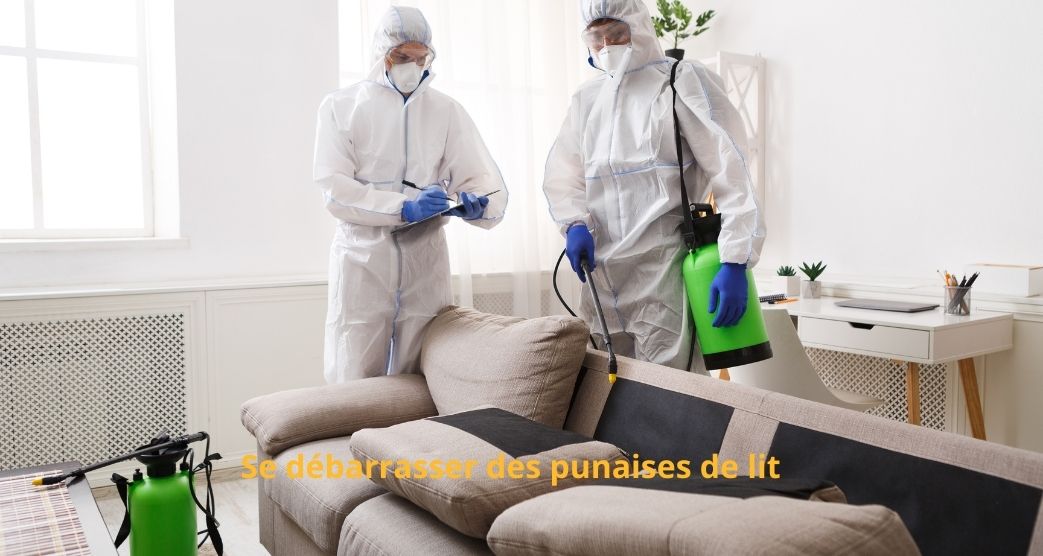 Comment se débarrasser des punaises de lit à paris