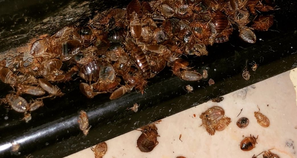 Invasion de punaises de lit à Paris