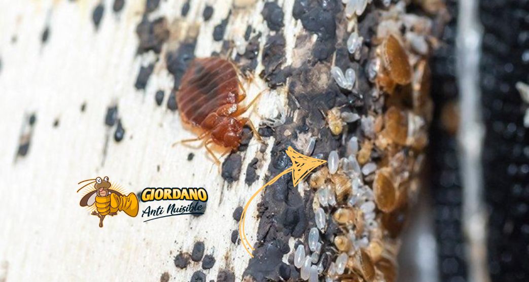 oeuf punaises de lit